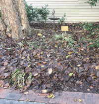 Gardening Saturday: Spring Garden Clean-up