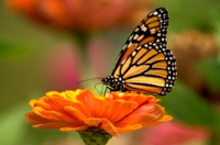 Help Create a Pollinator Garden 