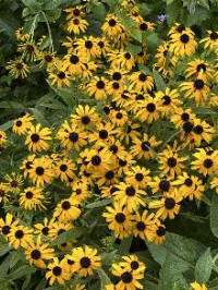 Pollinator Garden Workday