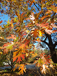 Gardening Tuesday -- Professional Edition