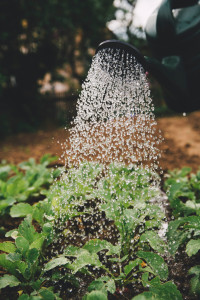Gardening Saturday