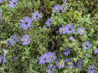 Fall Gardening
