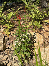 Garden image June 27